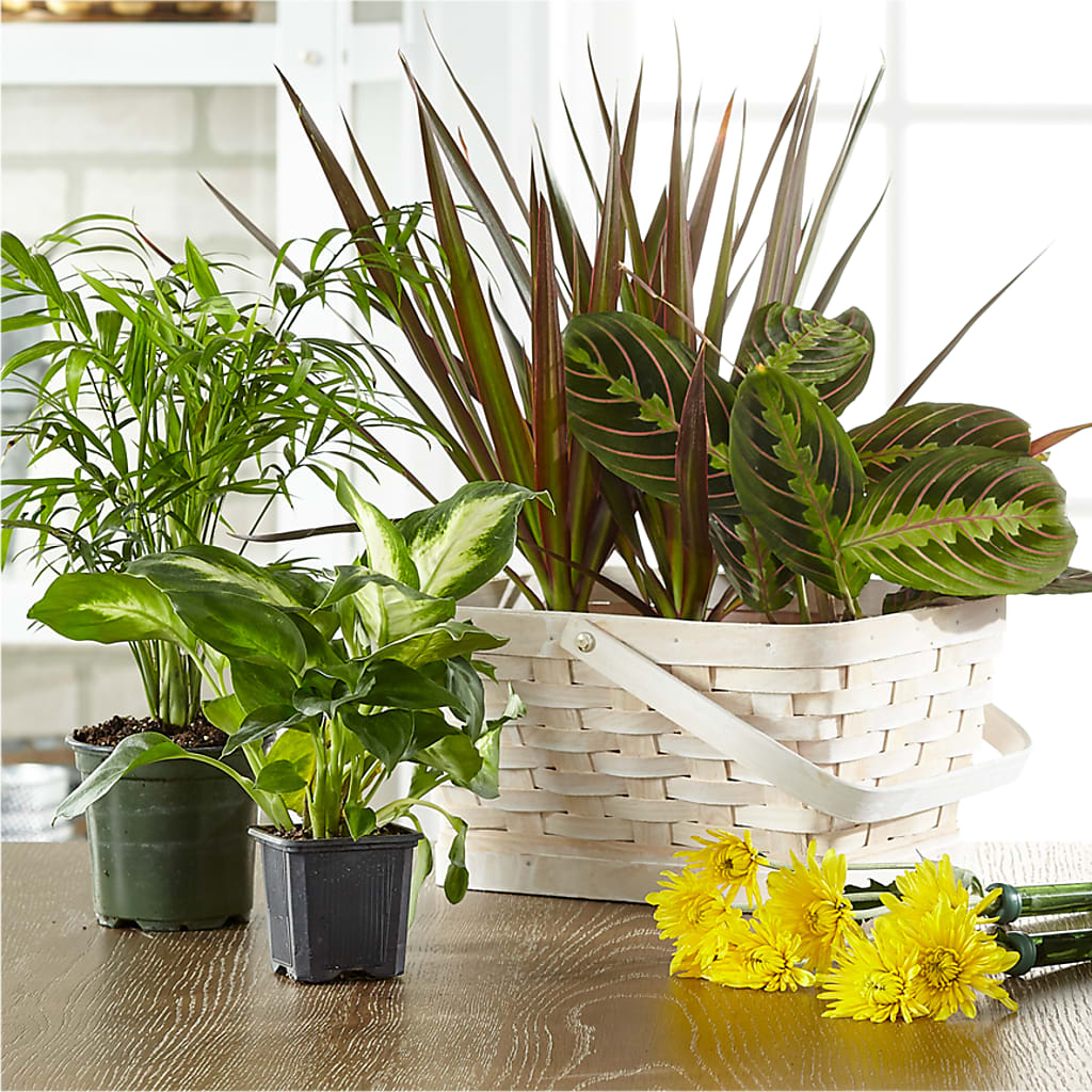 Florist Designed Blooming and Green Plants in a Basket – LANELLE'S FLORAL DESIGNS, Livonia LA