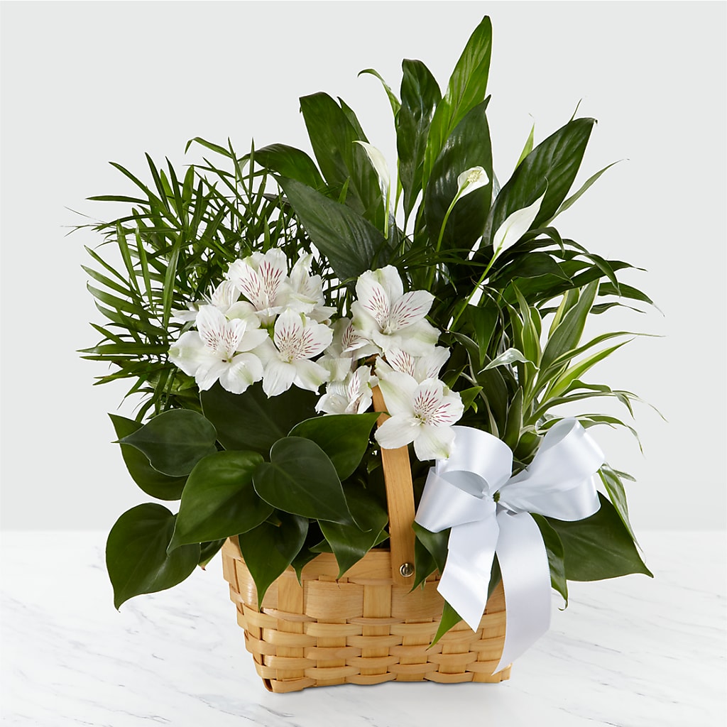 Peace & Serenity Dishgarden – LANELLE'S FLORAL DESIGNS, Livonia LA