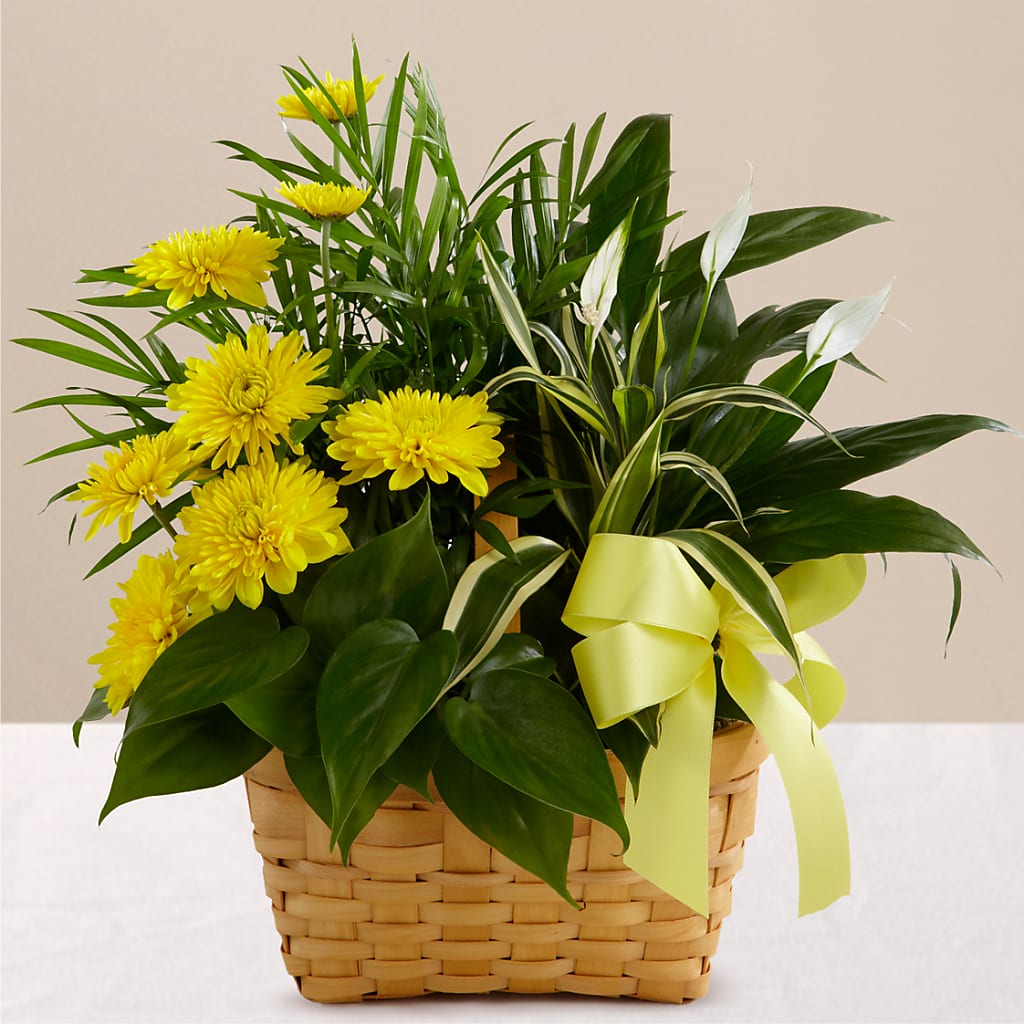 Loving Light Dishgarden – LANELLE'S FLORAL DESIGNS, Livonia LA