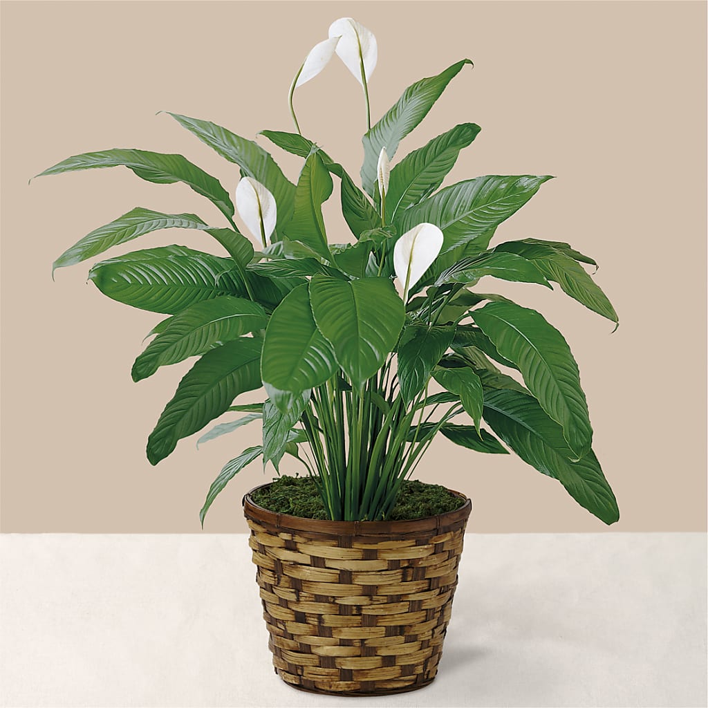 Tranquil Moments Peace Lily Plant – LANELLE'S FLORAL DESIGNS, Livonia LA