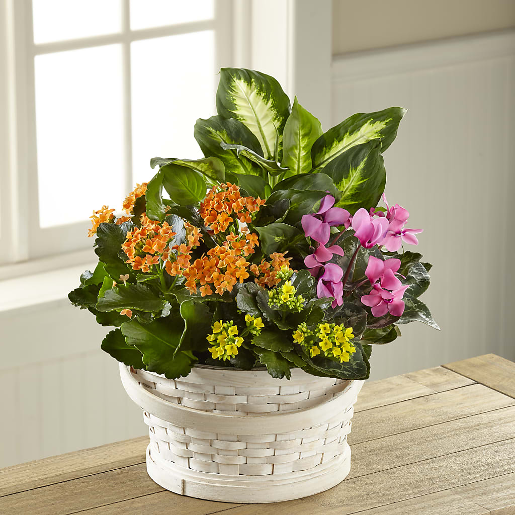 Color Crush Dishgarden – LANELLE'S FLORAL DESIGNS, Livonia LA