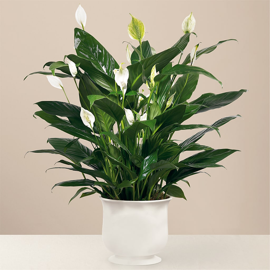 Comfort Planter – LANELLE'S FLORAL DESIGNS, Livonia LA