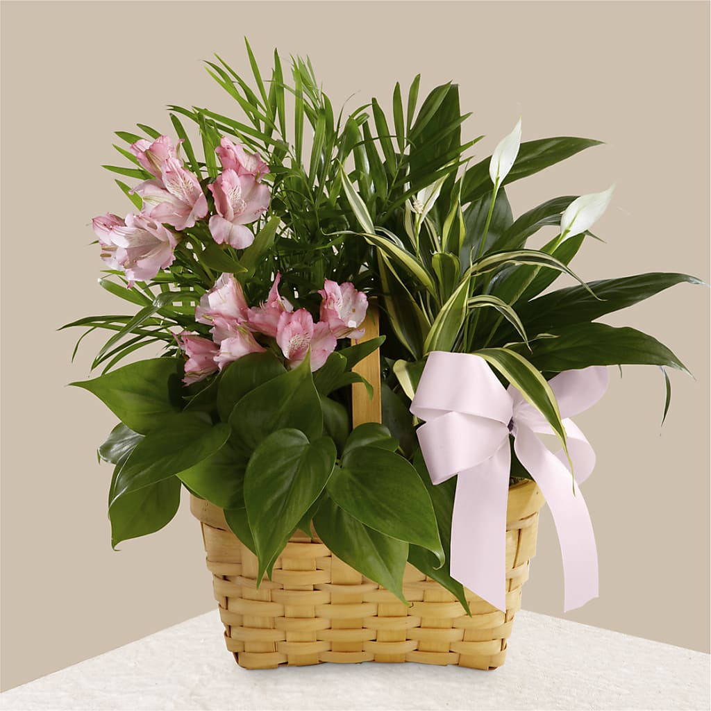 Living Spirit Dishgarden – LANELLE'S FLORAL DESIGNS, Livonia LA