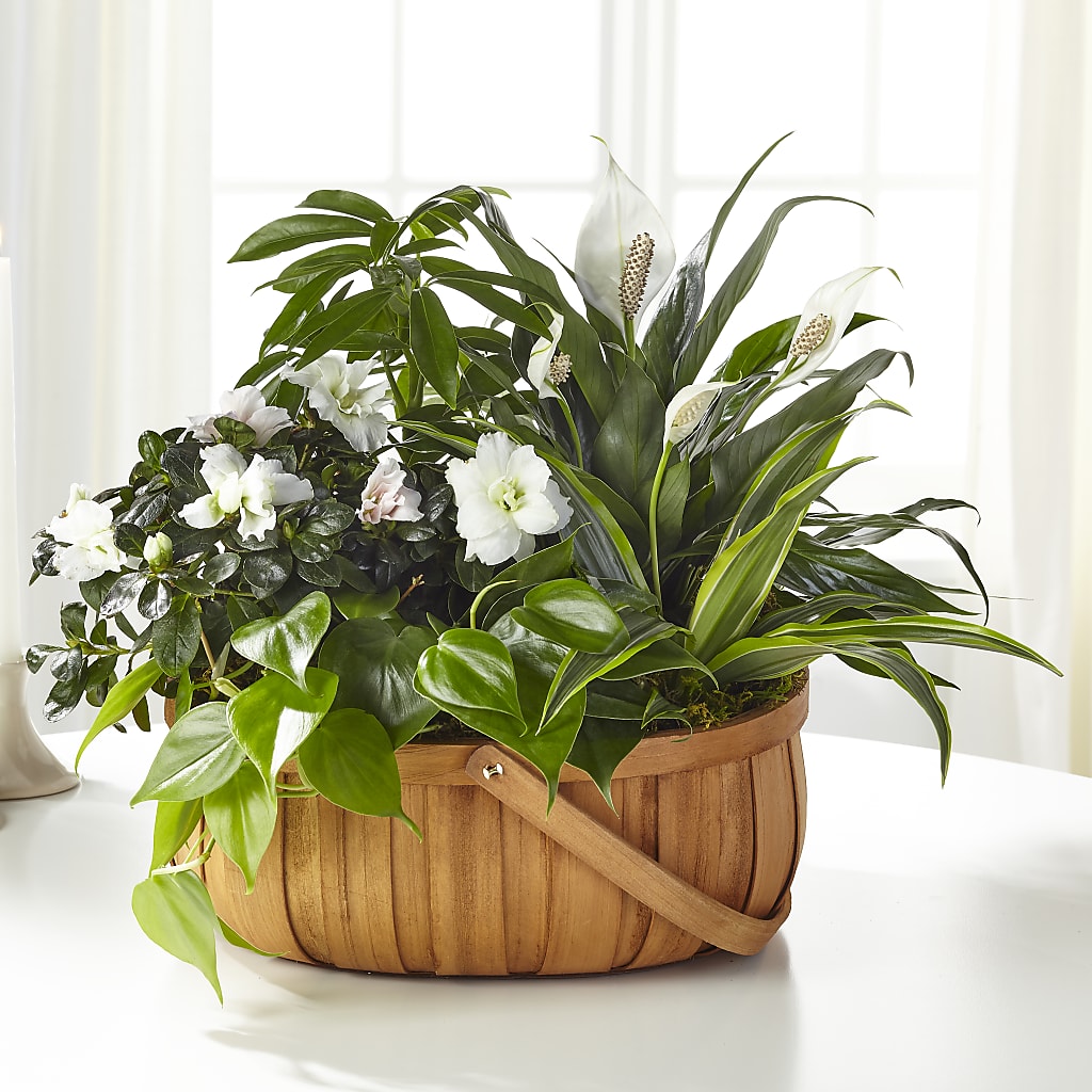 Serene Dishgarden – LANELLE'S FLORAL DESIGNS, Livonia LA