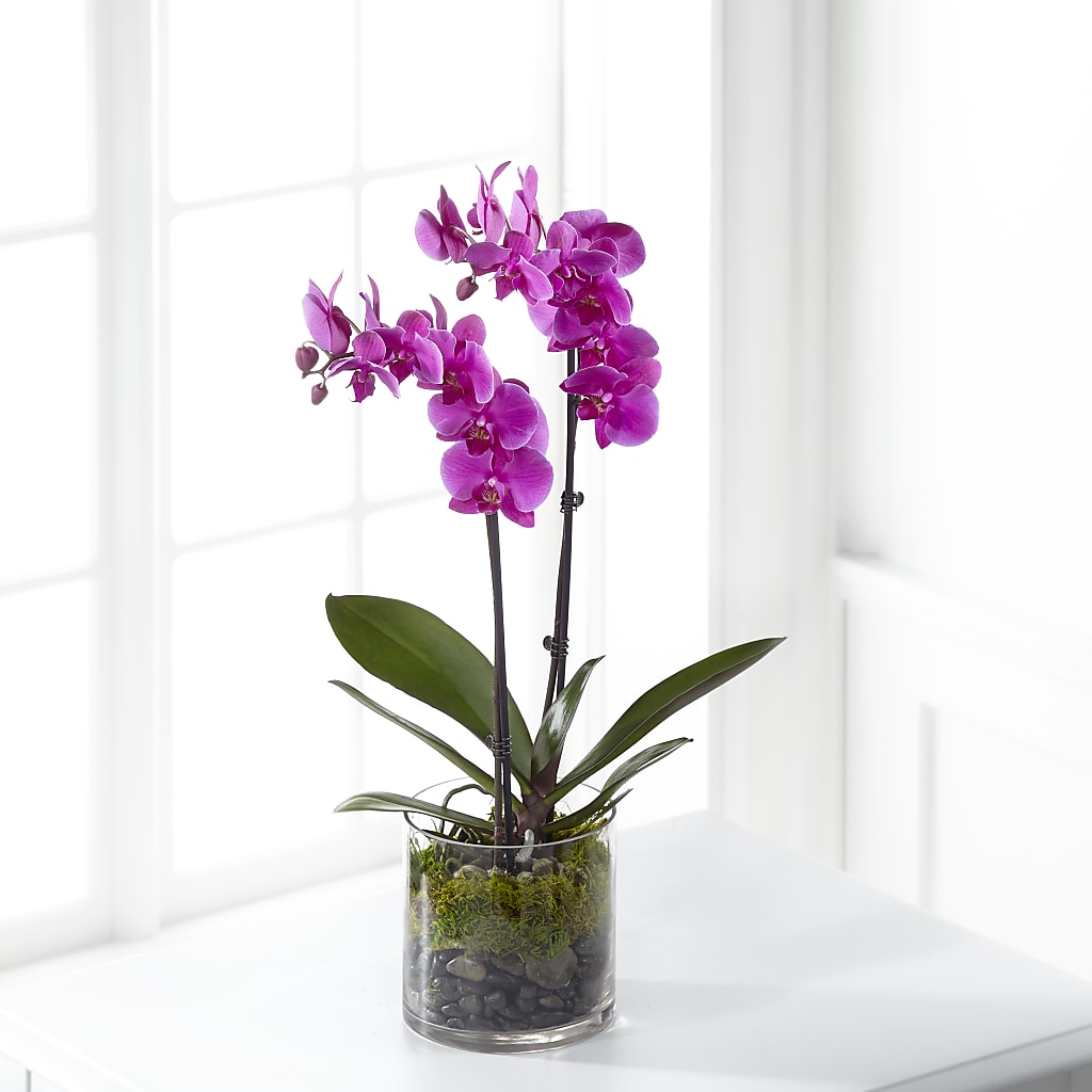 Pink Orchid Plant – LANELLE'S FLORAL DESIGNS, Livonia LA