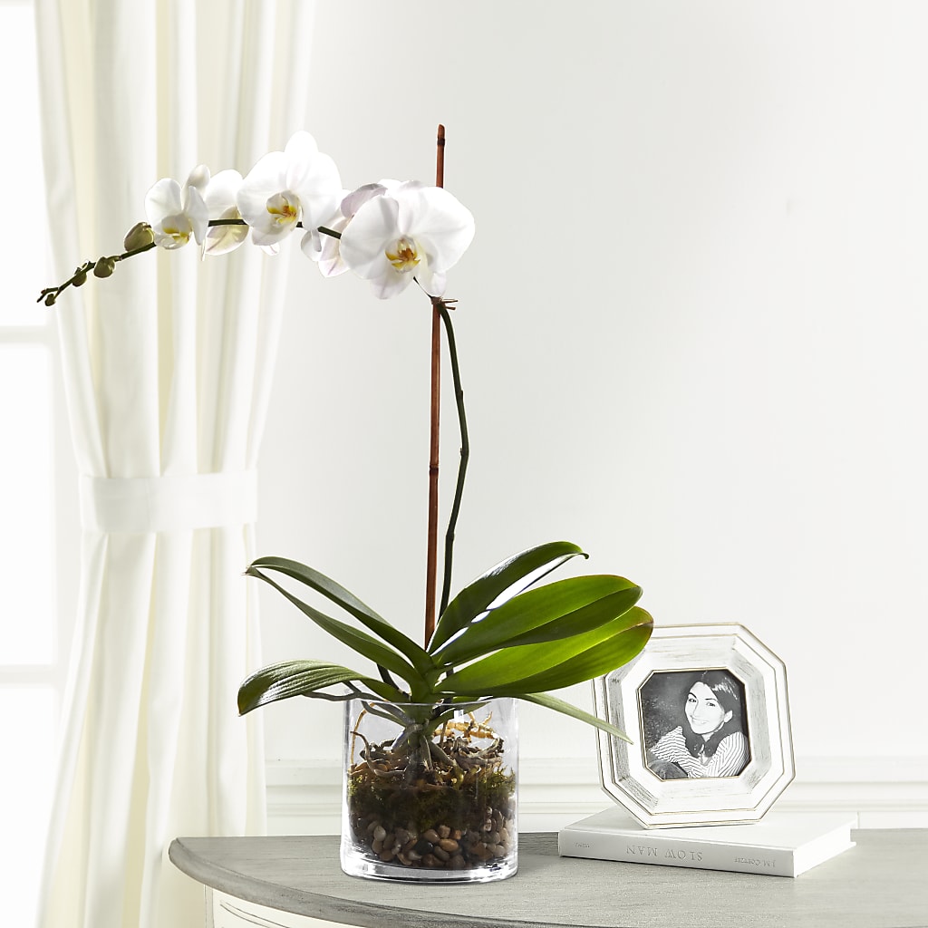 White Orchid Planter – LANELLE'S FLORAL DESIGNS, Livonia LA