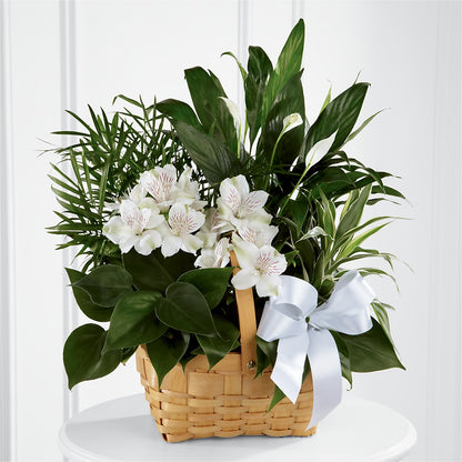 Peace & Serenity Dishgarden – LANELLE'S FLORAL DESIGNS, Livonia LA