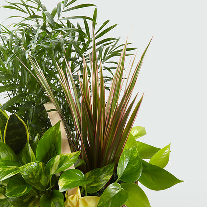 French Garden – LANELLE'S FLORAL DESIGNS, Livonia LA