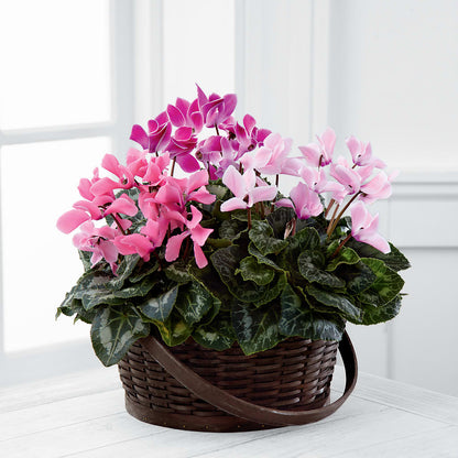 Mixed Cyclamen Planter – LANELLE'S FLORAL DESIGNS, Livonia LA