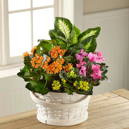 Color Crush Dishgarden – LANELLE'S FLORAL DESIGNS, Livonia LA
