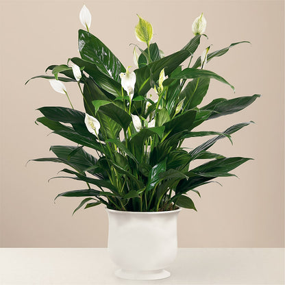 Comfort Planter – LANELLE'S FLORAL DESIGNS, Livonia LA