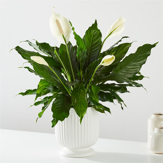 Comfort Planter – LANELLE'S FLORAL DESIGNS, Livonia LA