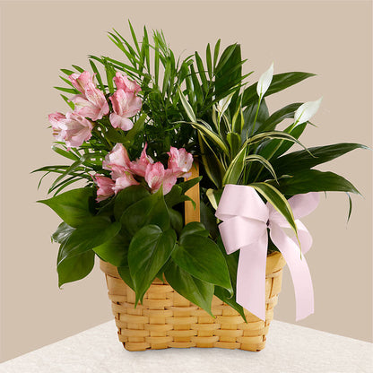 Living Spirit Dishgarden – LANELLE'S FLORAL DESIGNS, Livonia LA