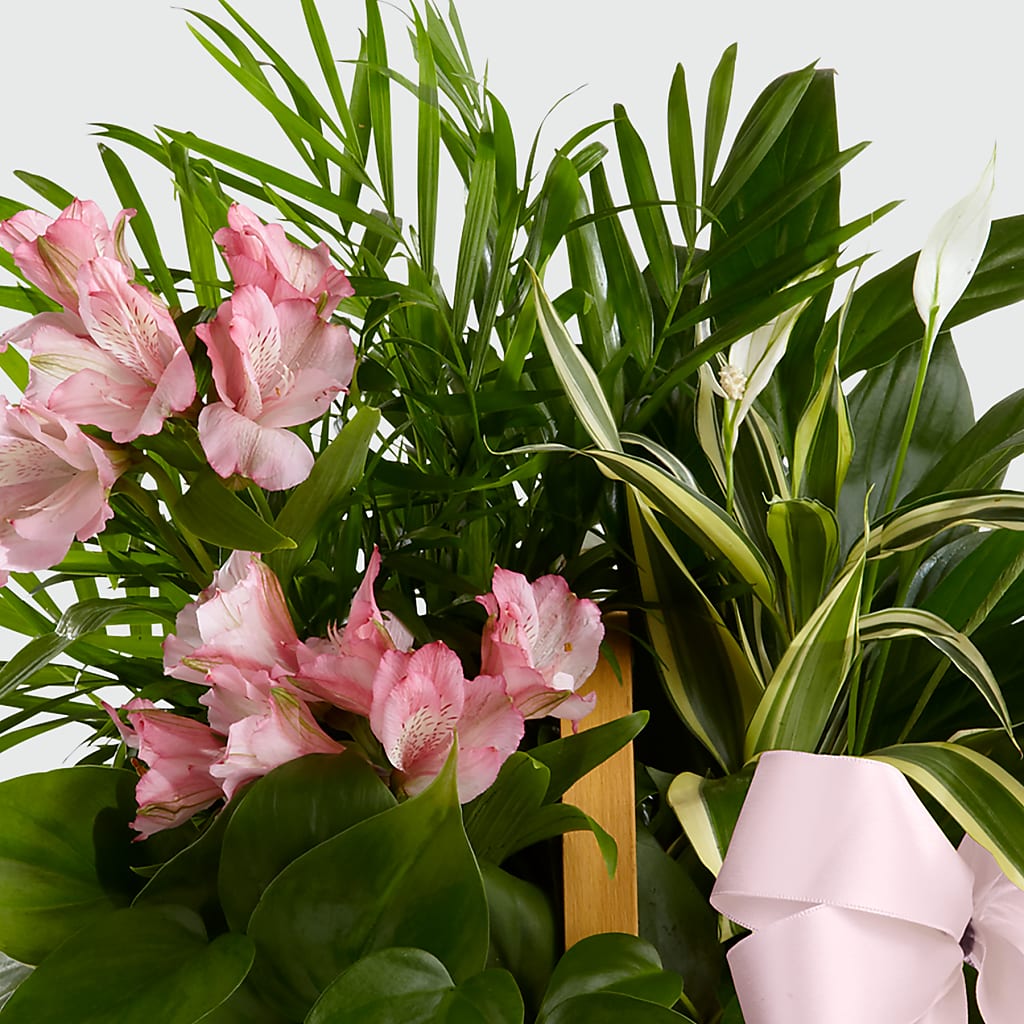 Living Spirit Dishgarden – LANELLE'S FLORAL DESIGNS, Livonia LA