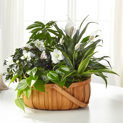 Serene Dishgarden – LANELLE'S FLORAL DESIGNS, Livonia LA