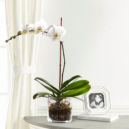 White Orchid Planter – LANELLE'S FLORAL DESIGNS, Livonia LA